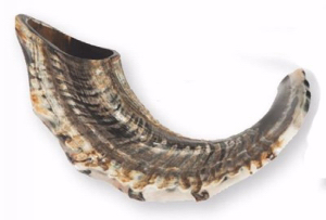 Shofar: Ram's Horn Natural Curve 15""-17"" Size BB - Holy Land Gifts